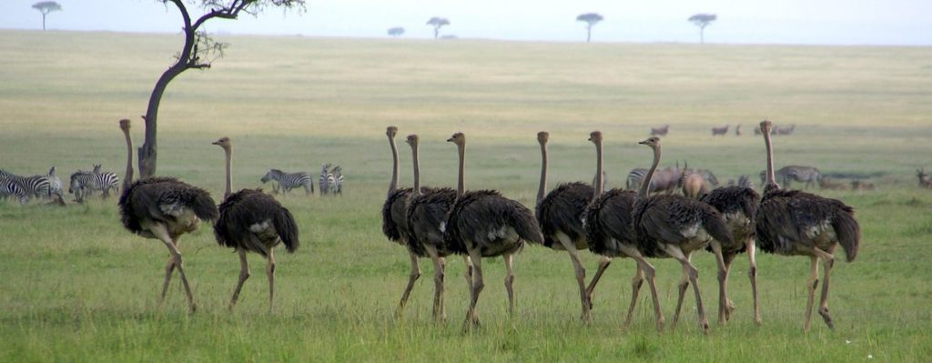 flock_of_ostrich_on_serengenti_by_tanzafari-d4la0kt
